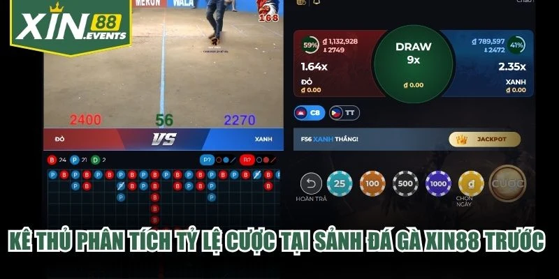 Kê thủ phân tích tỷ lệ cược tại sảnh đá gà XIN88 trước khi hạ tiền